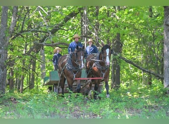 Draft Horse Mix, Castrone, 6 Anni, Baio ciliegia