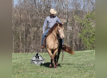 Draft Horse, Castrone, 6 Anni, Champagne