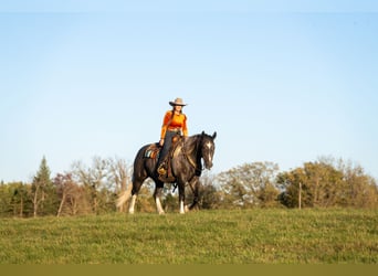 Draft Horse Mix, Castrone, 6 Anni, Grigio