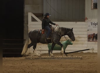 Draft Horse Mix, Castrone, 6 Anni, Grigio