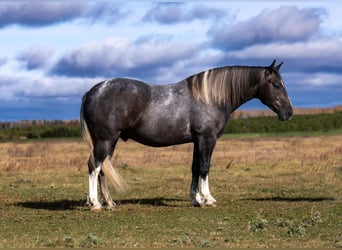 Draft Horse Mix, Castrone, 6 Anni, Grigio