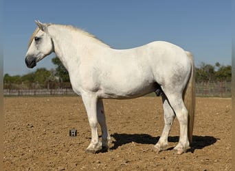 Draft Horse Mix, Castrone, 6 Anni, Grigio