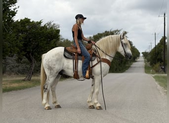 Draft Horse Mix, Castrone, 6 Anni, Grigio