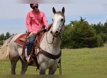 Draft Horse Mix, Castrone, 6 Anni, Grigio