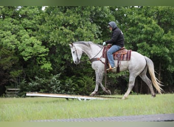 Draft Horse Mix, Castrone, 6 Anni, Grigio