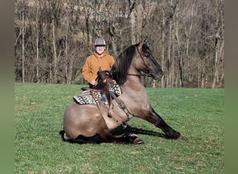 Draft Horse, Castrone, 6 Anni, Grullo