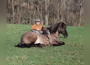 Draft Horse, Castrone, 6 Anni, Grullo