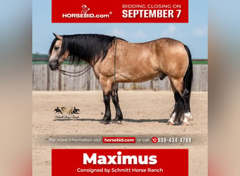 Draft Horse Mix, Castrone, 6 Anni, Pelle di daino