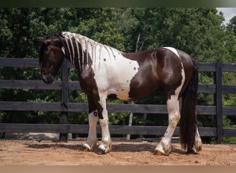 Draft Horse Mix, Castrone, 6 Anni, Pezzato