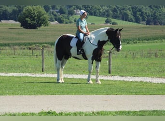 Draft Horse Mix, Castrone, 6 Anni, Pezzato