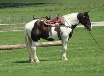 Draft Horse Mix, Castrone, 6 Anni, Pezzato