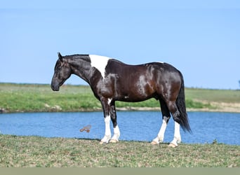 Draft Horse Mix, Castrone, 6 Anni, Pezzato