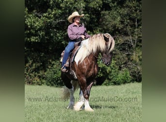 Draft Horse, Castrone, 6 Anni
