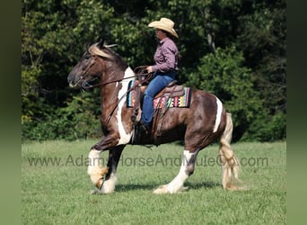 Draft Horse, Castrone, 6 Anni