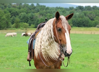 Draft Horse Mix, Castrone, 6 Anni, Sauro scuro