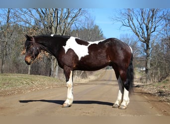 Draft Horse, Castrone, 6 Anni, Tobiano-tutti i colori