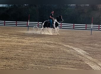 Draft Horse, Castrone, 7 Anni, 142 cm, Tobiano-tutti i colori