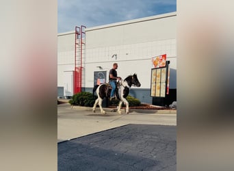 Draft Horse, Castrone, 7 Anni, 142 cm, Tobiano-tutti i colori