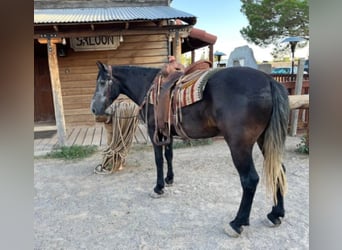 Draft Horse, Castrone, 7 Anni, 150 cm, Grigio