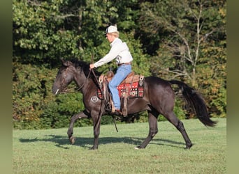 Draft Horse, Castrone, 7 Anni, 150 cm, Morello