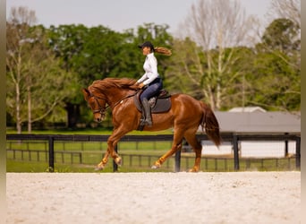 Draft Horse Mix, Castrone, 7 Anni, 150 cm, Sauro scuro
