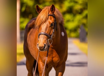 Draft Horse Mix, Castrone, 7 Anni, 150 cm, Sauro scuro