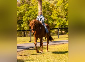 Draft Horse Mix, Castrone, 7 Anni, 150 cm, Sauro scuro