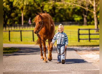 Draft Horse Mix, Castrone, 7 Anni, 150 cm, Sauro scuro