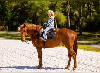Draft Horse Mix, Castrone, 7 Anni, 150 cm, Sauro scuro