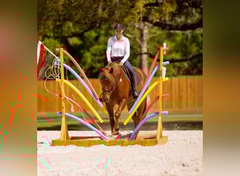 Draft Horse Mix, Castrone, 7 Anni, 150 cm, Sauro scuro