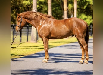 Draft Horse Mix, Castrone, 7 Anni, 150 cm, Sauro scuro