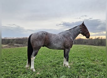Draft Horse Mix, Castrone, 7 Anni, 152 cm, Baio roano