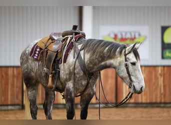 Draft Horse Mix, Castrone, 7 Anni, 152 cm, Grigio