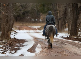 Draft Horse Mix, Castrone, 7 Anni, 152 cm, Grigio