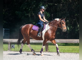 Draft Horse, Castrone, 7 Anni, 152 cm, Pezzato