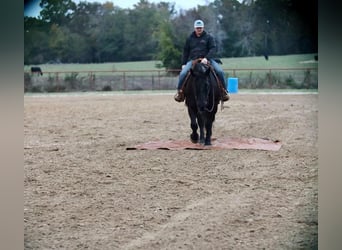 Draft Horse Mix, Castrone, 7 Anni, 155 cm, Morello