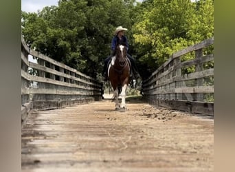 Draft Horse Mix, Castrone, 7 Anni, 157 cm, Baio ciliegia