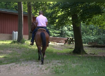 Draft Horse, Castrone, 7 Anni, 157 cm, Baio ciliegia