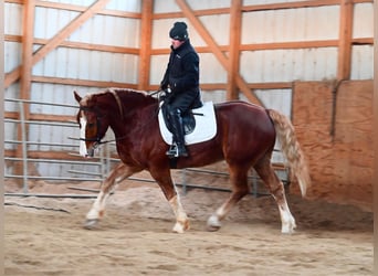 Draft Horse, Castrone, 7 Anni, 157 cm, Sauro ciliegia