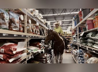 Draft Horse Mix, Castrone, 7 Anni, 157 cm, Tobiano-tutti i colori