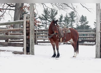 Draft Horse, Castrone, 7 Anni, 160 cm, Baio ciliegia