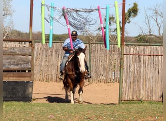 Draft Horse Mix, Castrone, 7 Anni, 160 cm, Baio ciliegia