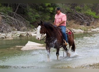 Draft Horse Mix, Castrone, 7 Anni, 160 cm, Baio ciliegia