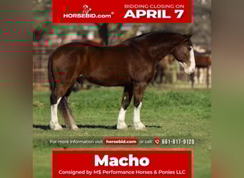 Draft Horse Mix, Castrone, 7 Anni, 160 cm, Baio ciliegia