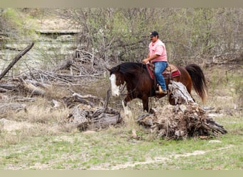 Draft Horse Mix, Castrone, 7 Anni, 160 cm, Baio ciliegia