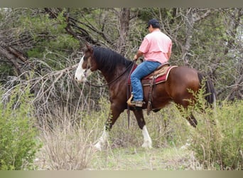 Draft Horse Mix, Castrone, 7 Anni, 160 cm, Baio ciliegia