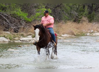Draft Horse Mix, Castrone, 7 Anni, 160 cm, Baio ciliegia