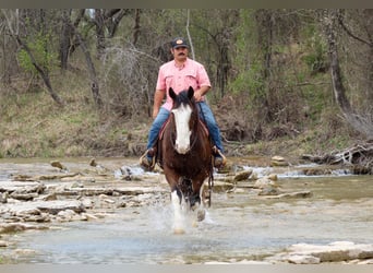 Draft Horse Mix, Castrone, 7 Anni, 160 cm, Baio ciliegia