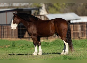 Draft Horse Mix, Castrone, 7 Anni, 160 cm, Baio ciliegia