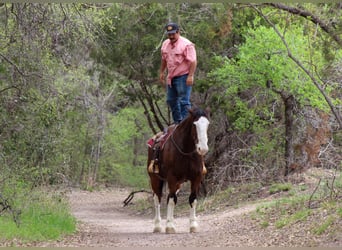 Draft Horse Mix, Castrone, 7 Anni, 160 cm, Baio ciliegia